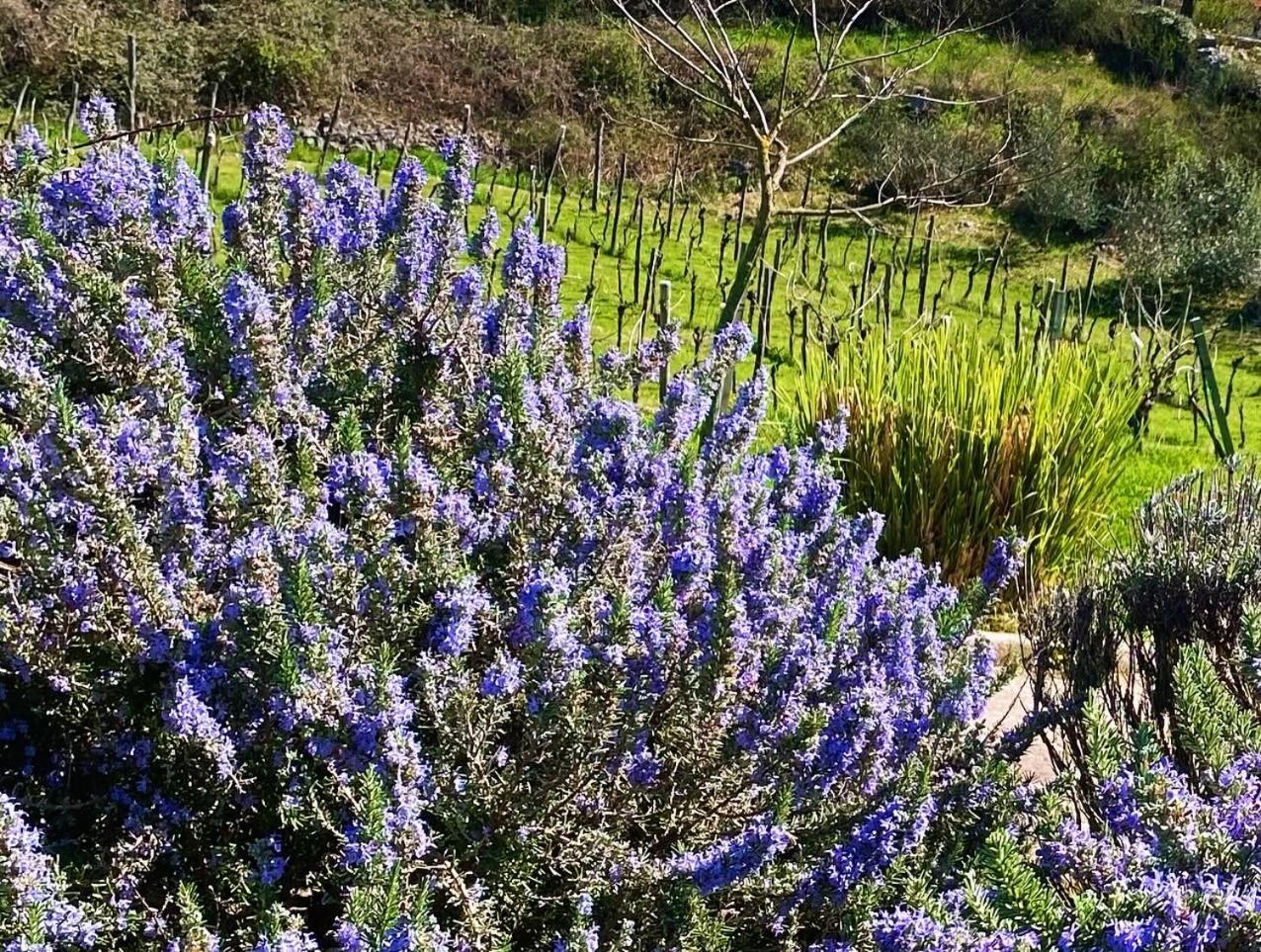 Villa Yucca Istra Labin  Esterno foto